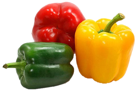 Capsicum